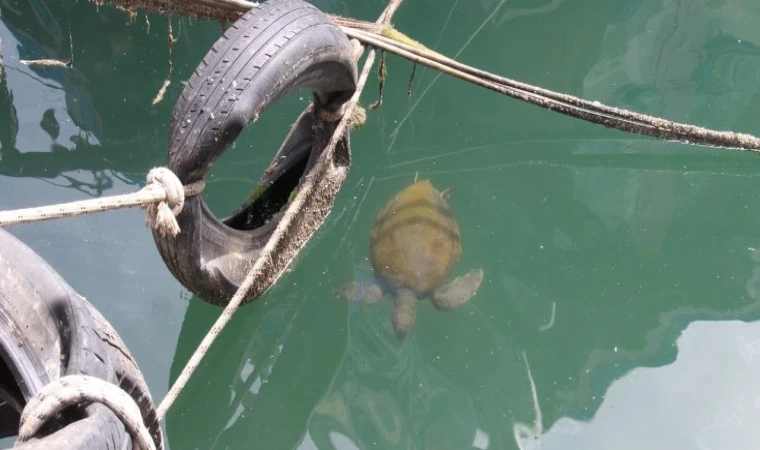 Mersin'de vatandaşlar tarafından beslenen deniz kaplumbağaları, balıkçı barınağını mesken edindi
