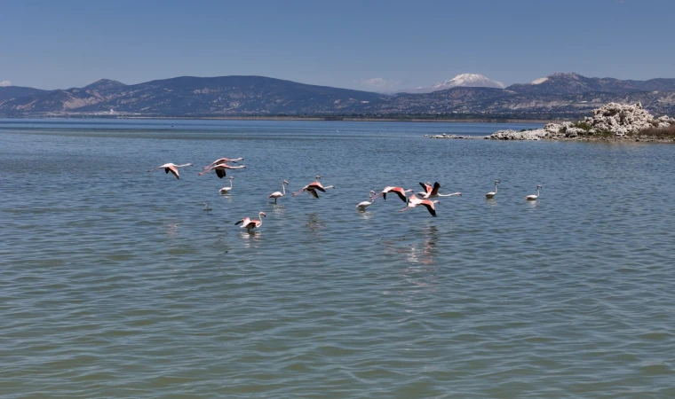 Burdur Gölü'nü besleyen yer altı su kaynakları su kuşlarına ev sahipliği yapıyor