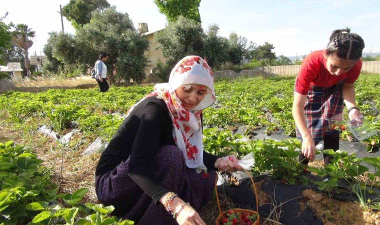 Mersin Milli Eğitim Müdürü şalvar giydi, yazma taktı, öğrencilerle birlikte çilek hasat etti