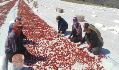 Kurutmalık domates gençlere iş olanağı sağlıyor