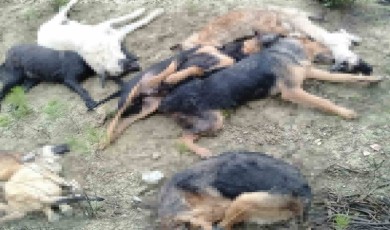 Bilecik’teki köpek katliamıyla ilgili 4 kişi gözaltına alındı